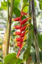 Hanging lobster claw, Heliconia rostrata, hanging flowers